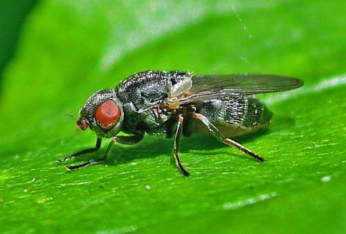 Lipara similis